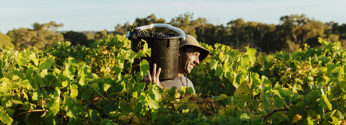 Wirra Wirra Vineyards